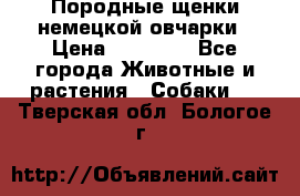 Породные щенки немецкой овчарки › Цена ­ 24 000 - Все города Животные и растения » Собаки   . Тверская обл.,Бологое г.